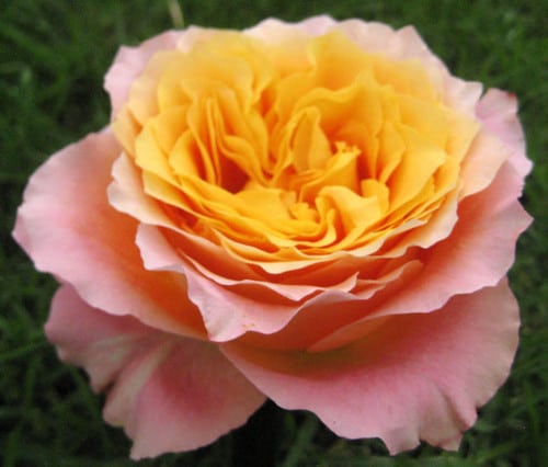 89e53ffe-3acb-4b7d-bfa8-1d7f81a30c90.jpg Free Spirit gdn rfi(12) - Image 1