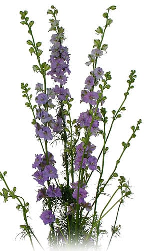 Larkspur Lavender tutuli