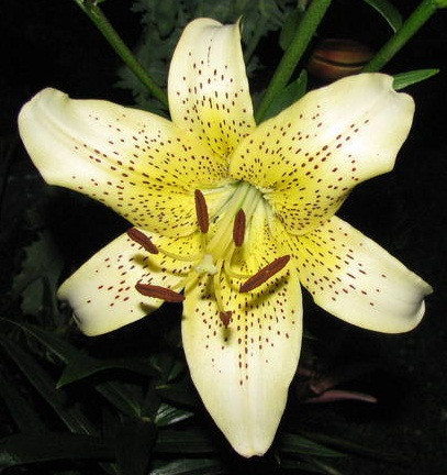Champagne lily s.v.