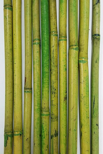 River Cane Green 3.5' (25stm)