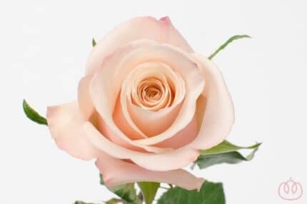 Rose MotherOfPearl 40cm priv c