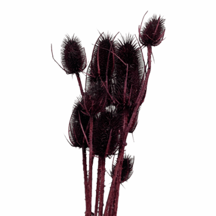 Dried Cardo Palustre Burgundy holl (5st)