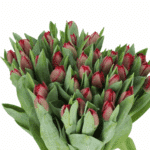 Tulip Burgundy Dbl holl - Image 2