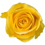 Rose Brighton 60cm rfi