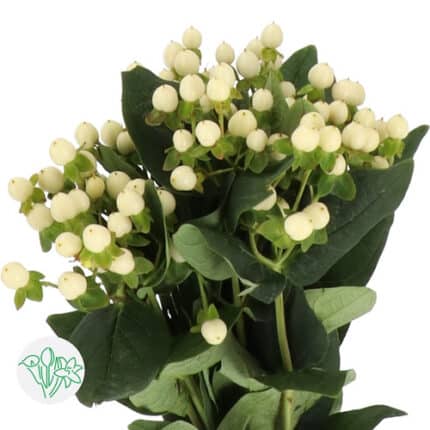 Hypericum Coco Uno holex