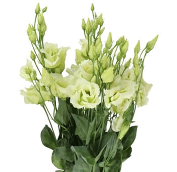 Lisianthus Green florsani