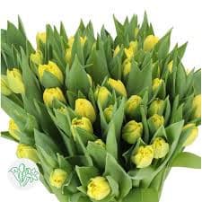 Tulip Dbl Cadenza holl