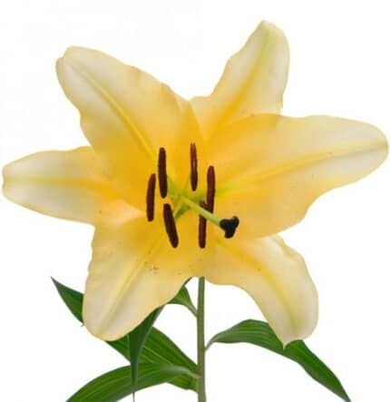 Lily Corcovado s.v.(5st)