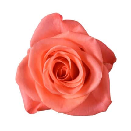 Rose Wow 50cm ecuanros