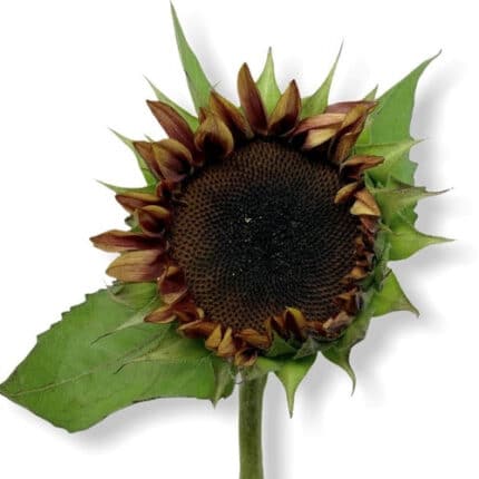 Sunflowers Plum tutuli(5st)