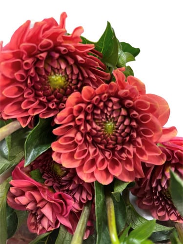 Dahlia Orange fresca(5st)