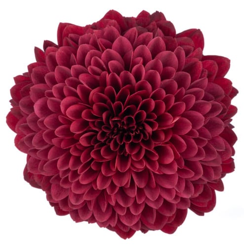 8a9b9de5-1cf5-4913-acaa-b79d826220e9.jpg Mum Disbud Cronos Red continen - Image 1