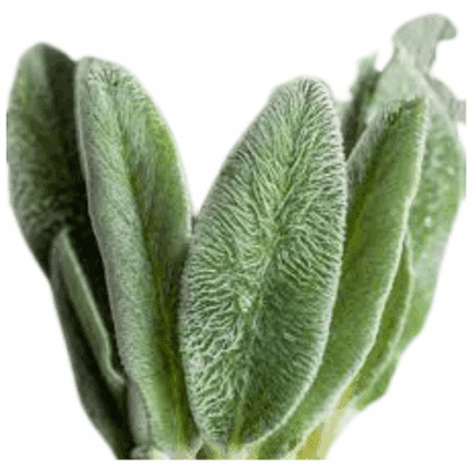 Lambs Ear paradise