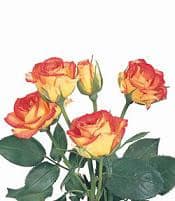 MAMBO #5 spray jet fresh