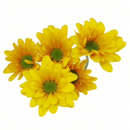 Pom Daisy Factor sole