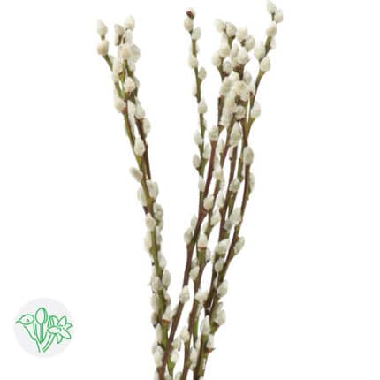 Pussy Willow Snowflake holl