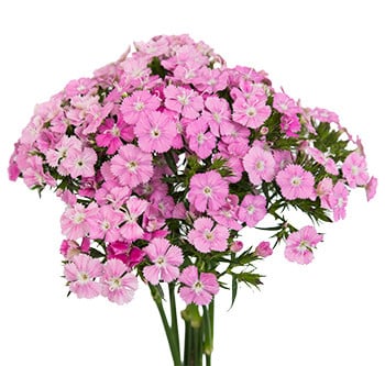 Dianthus Ball Pink golden - DIA BALL PINK