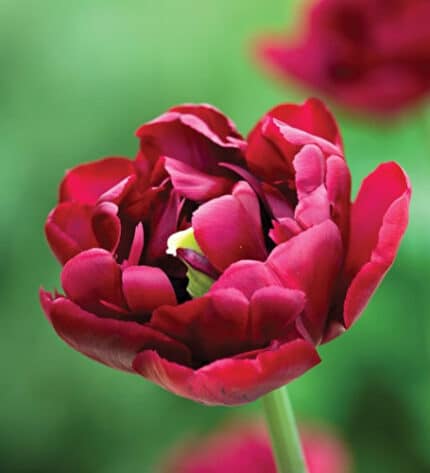 Tulip Antraciet holl(dbl pur)