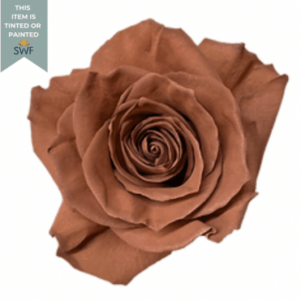 Rose Latte Macchiato Tinted 60cm priv coll rio