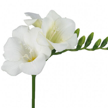 Freesia White camflor