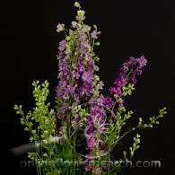 LARKSPUR tutulli(lav)
