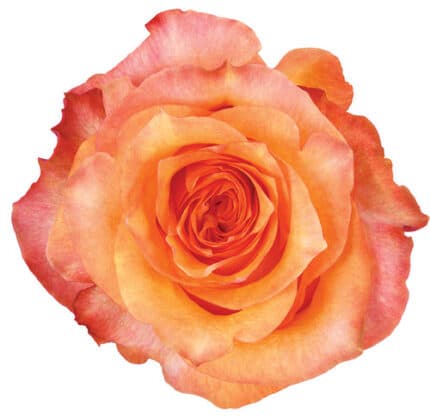 Rose Twilight 60cm wely