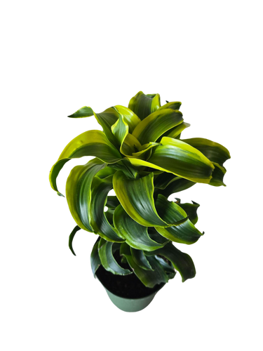 6" Tornado Dracaena