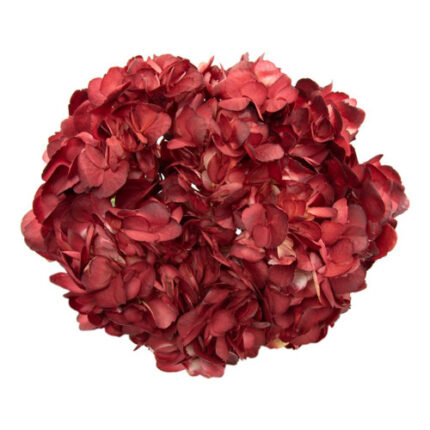 Hydrangea Red Velvet holex(STE