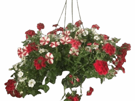 12" BLOOMING COMBO BASKET