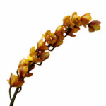 Cymbidium Amazonian Caramel ho