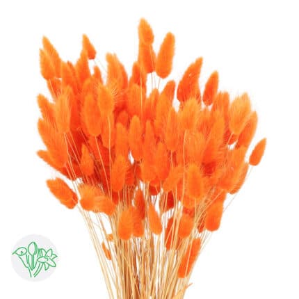 Lagurus Dried Orange holex