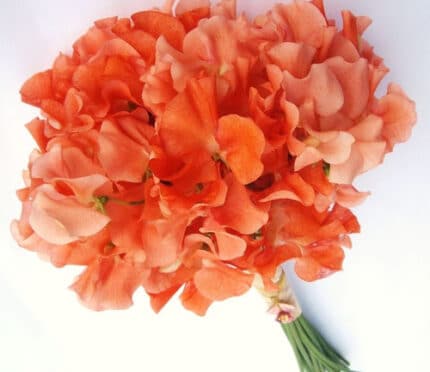 SweetPea Org italy xtra