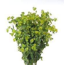 Bupleurum holl