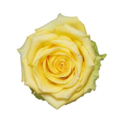 Rose Yokohama 50cm rfi -