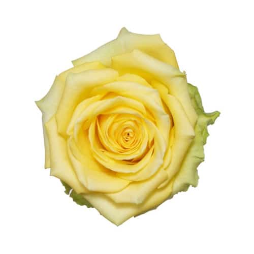 8b0d7eeb-b29d-459e-820e-a2f4fe526daa.jpg Rose Yokohama 50cm rfi - - Image 1