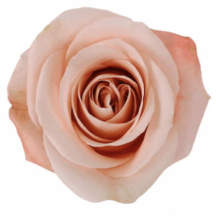 Rose Ocean Mist 50cm fresca