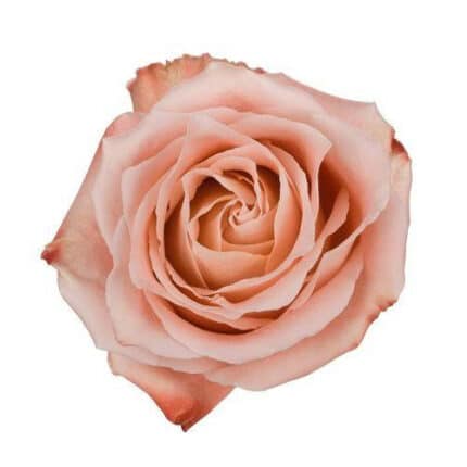 Rose Fado 40cm rprima