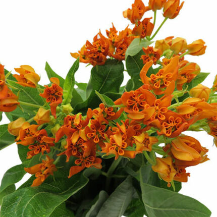 Asclepia Orange camflor