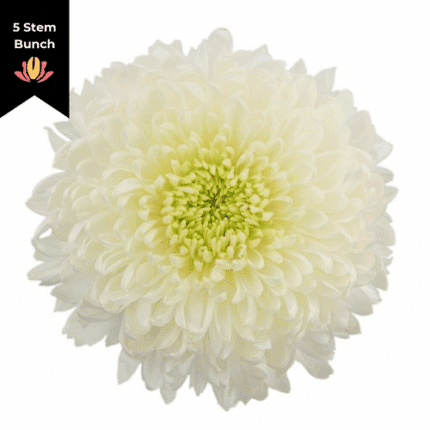 Mum Disbud Mag. White (5st) Gr