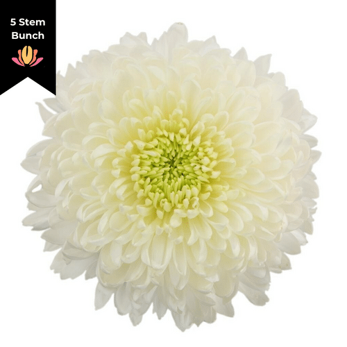 8b3e5444-a6f5-437e-ae7d-39adb7c9017f.png Mum Disbud Mag. White (5st) Gr - Image 1
