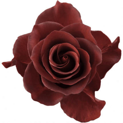 Rose Espresso 50cm Rprima