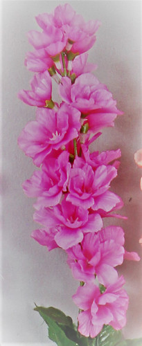 Delphinium pink x6 #12063PK