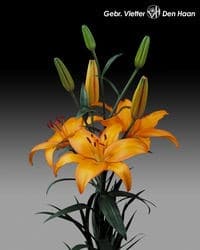 QUINTA (org) lily holl
