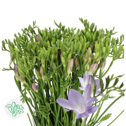 Freesia BlueMoon holl