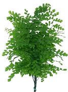 Maiden Hair us greens