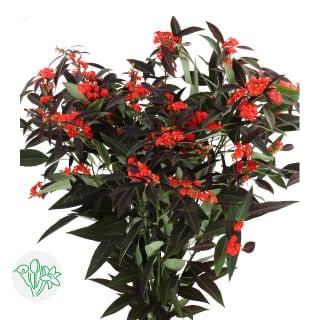 Euphorbia Red spray holl