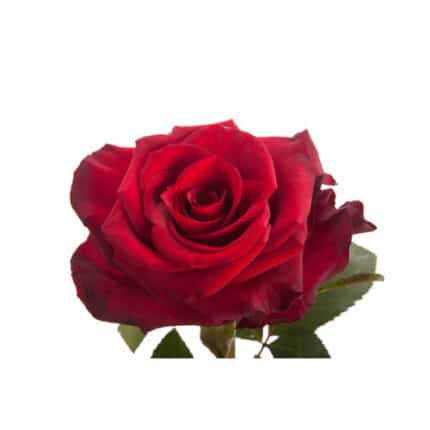 Rose Red paris 40 florisma
