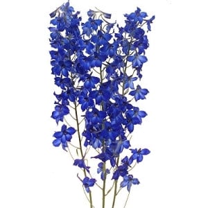 Delph. Med.Blue esmeralda