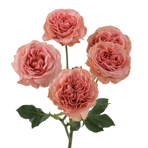 8b9f1dce-2d2a-4711-8a34-05db6b8ee4c7.png RoseSpray Be Joyful rprima - Image 1