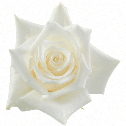 Rose Tibet 40cm sunrite
